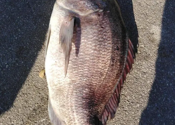 Strandhaus Hela - Bain- Zut - Kornati By Interhome דירה *